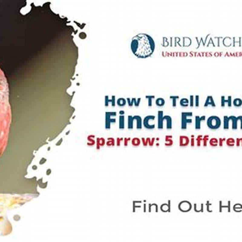 How do you tell the difference between a sparrow and a finch?