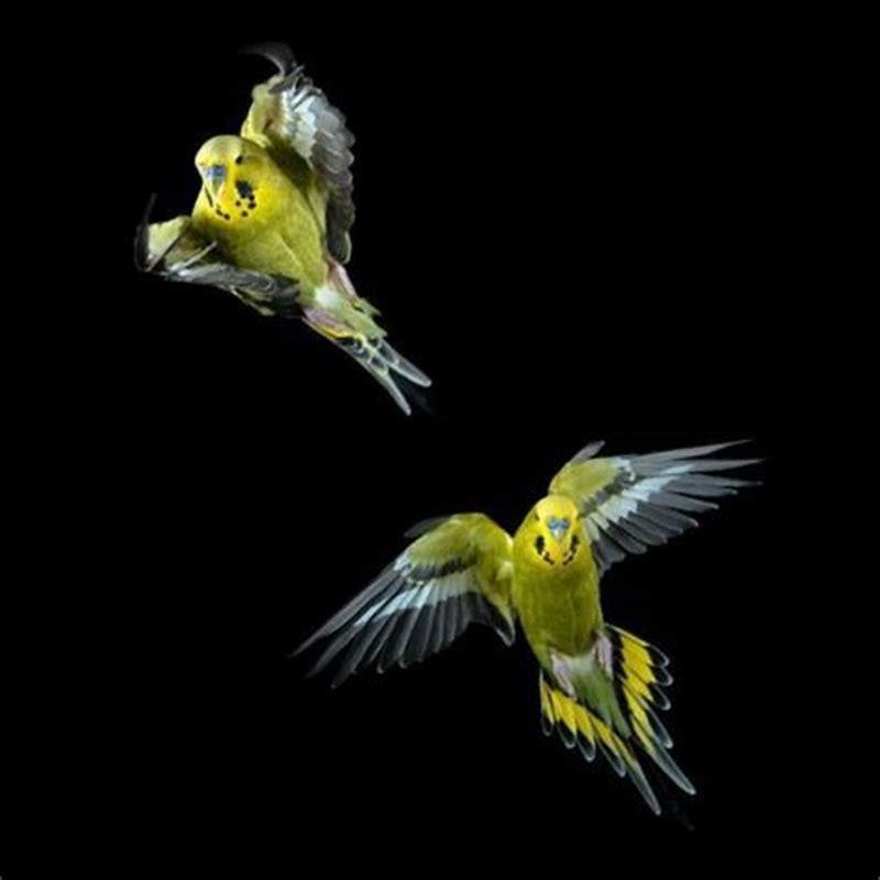How do you train a wild bird to come to you?