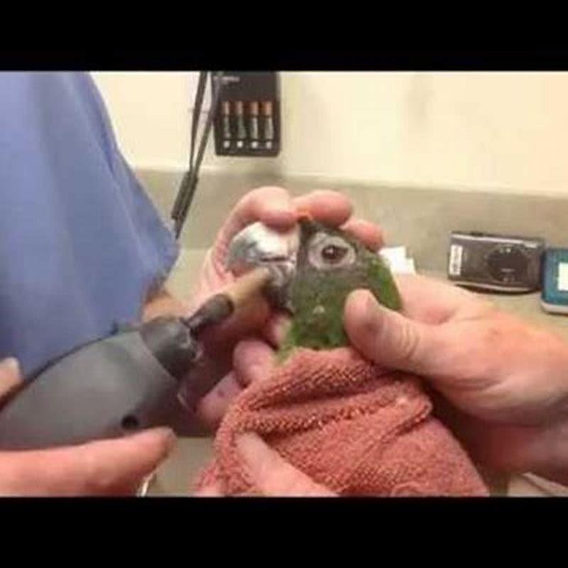 how-do-you-trim-a-bird-s-beak-diy-seattle