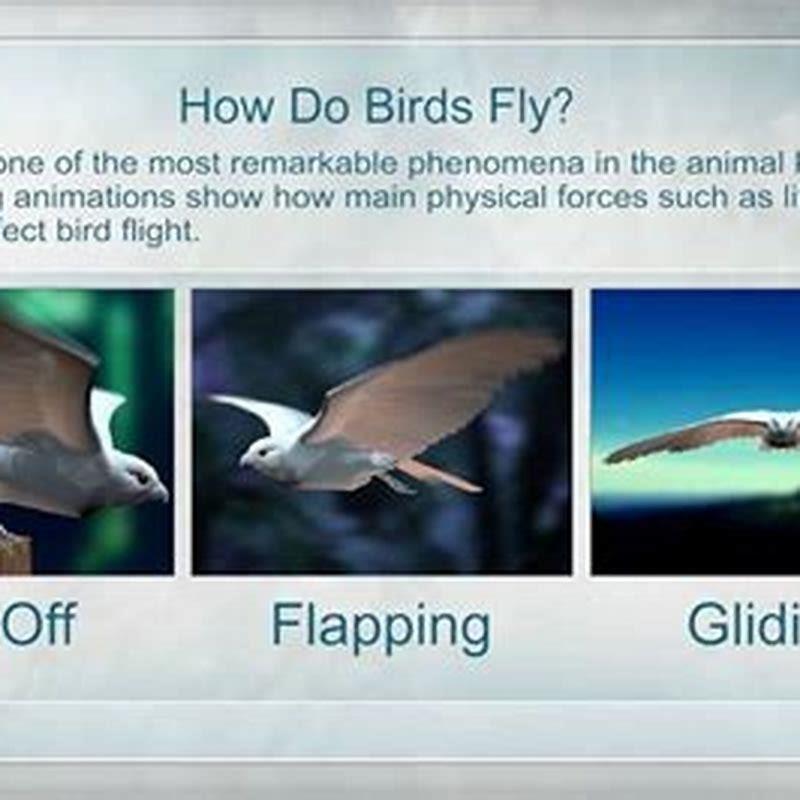How does a bird fly physics?