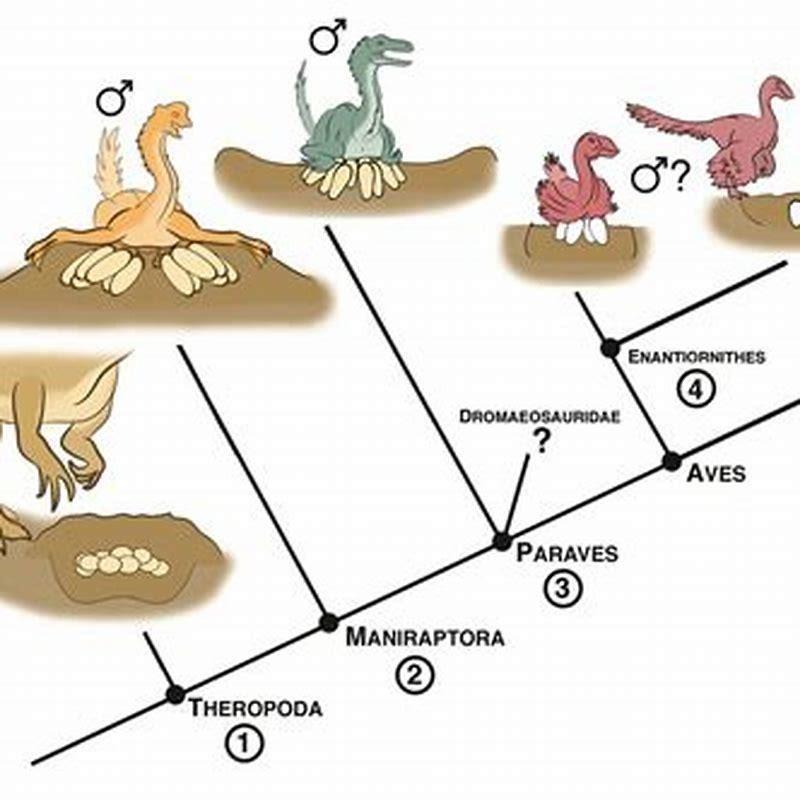 How does a bird reproduction work?