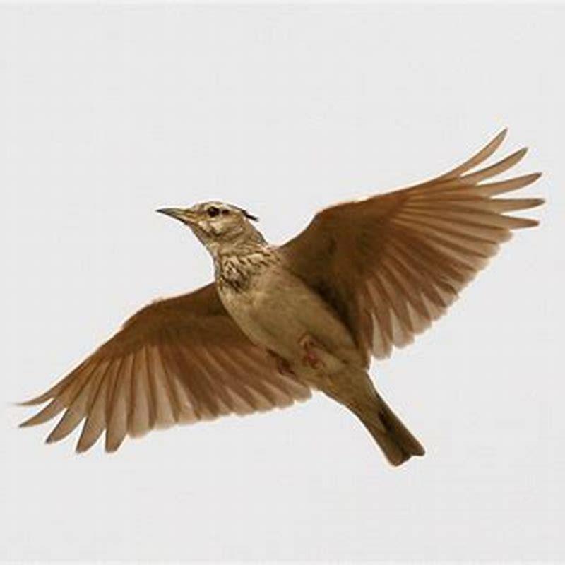 How does a skylark fly?