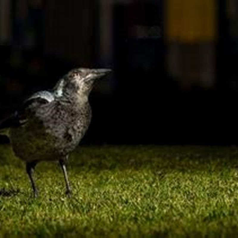 How does light pollution affect urban birds? DIY Seattle