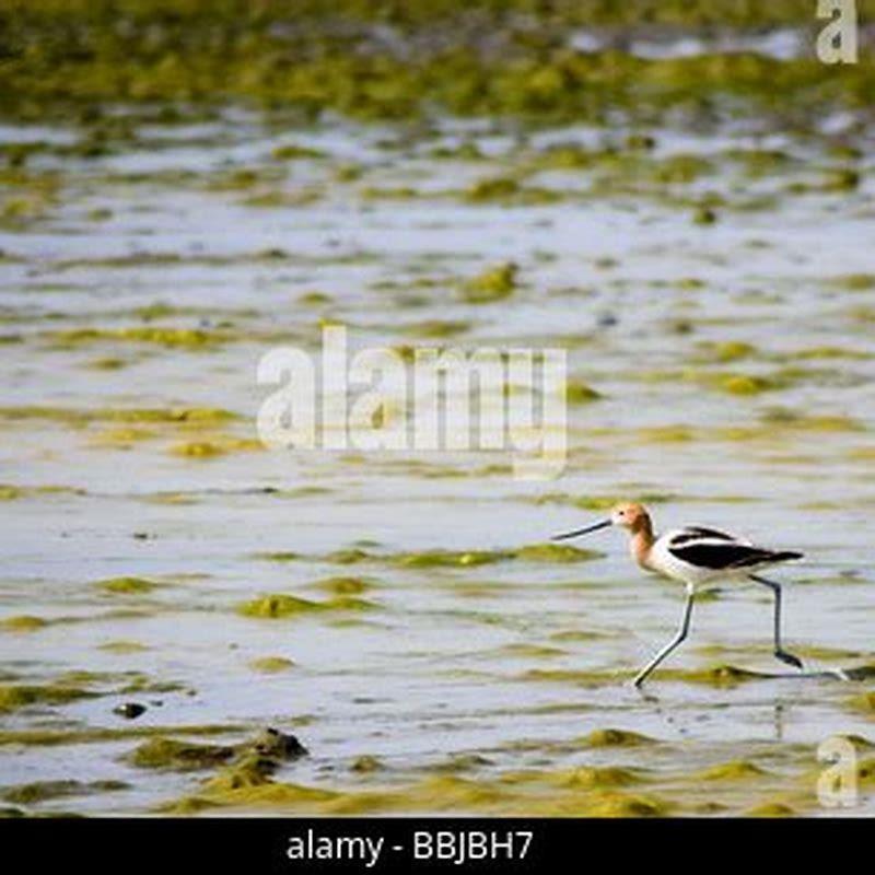 How does the American avocet protect its eggs when a predators is near?
