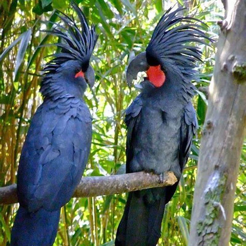How expensive are palm cockatoos?