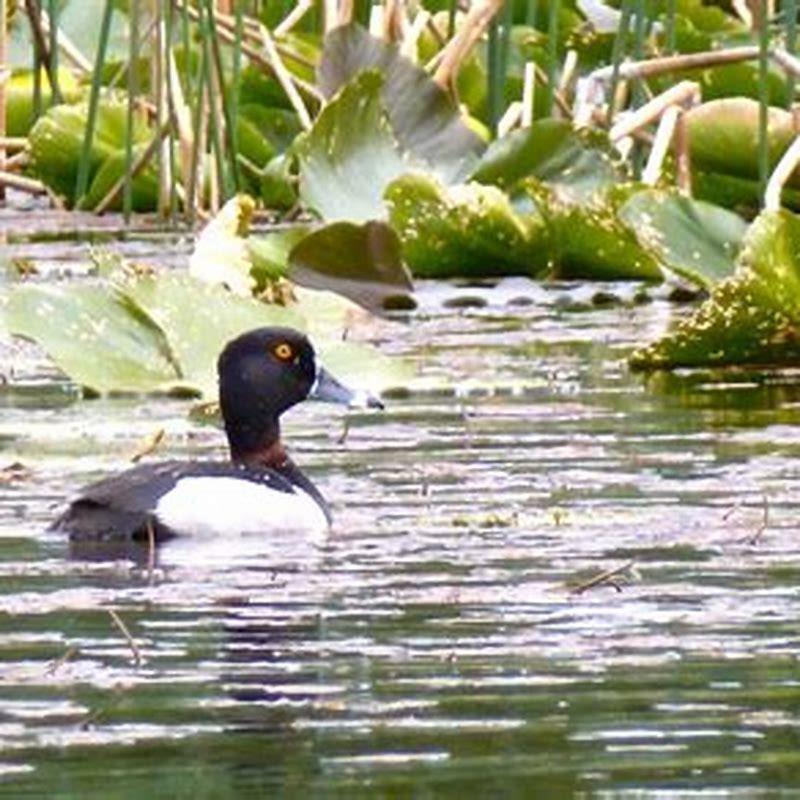How fast can a ring neck duck fly?