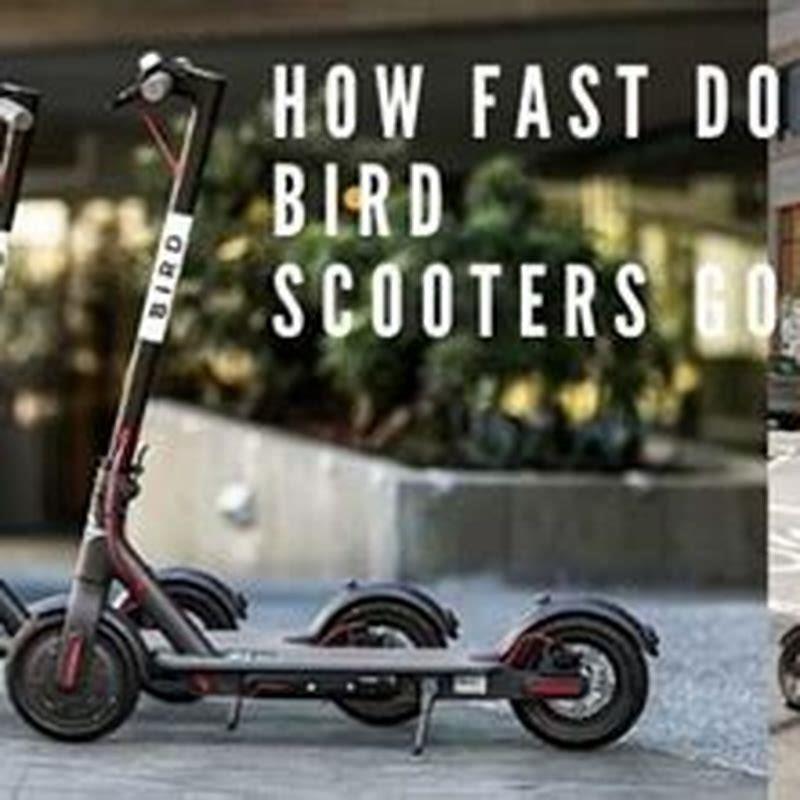 How fast do Bird scooters go? DIY Seattle