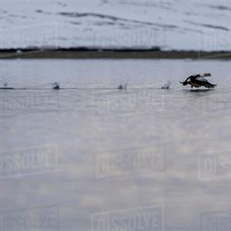 How fast do King Eiders fly?
