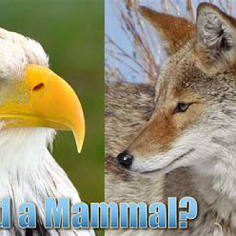 How is a bird different from a mammal? - DIY Seattle