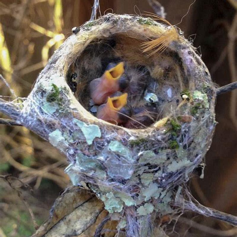 How long do baby birds need to be fed?
