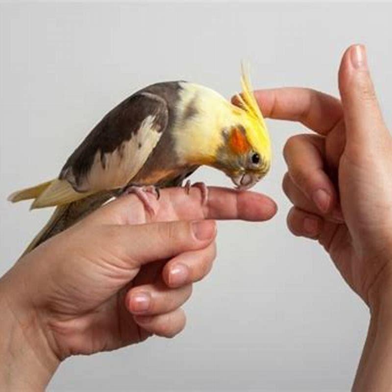 How long do birds live as pets?