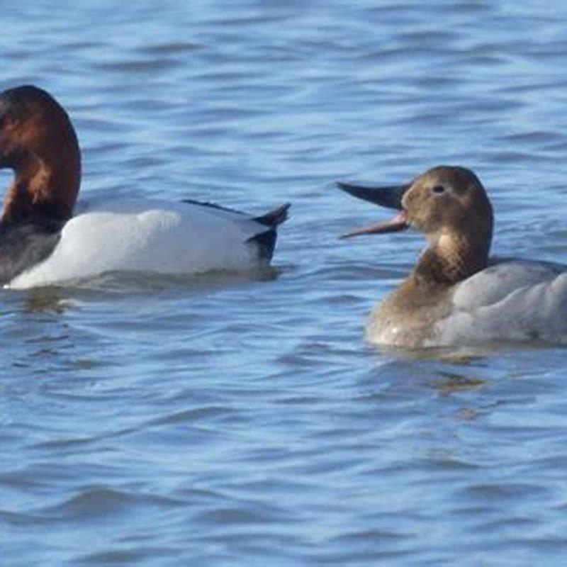 How long do canvasback ducks live?