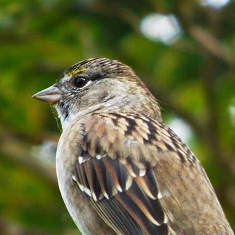 How long do golden-crowned sparrows live? - DIY Seattle