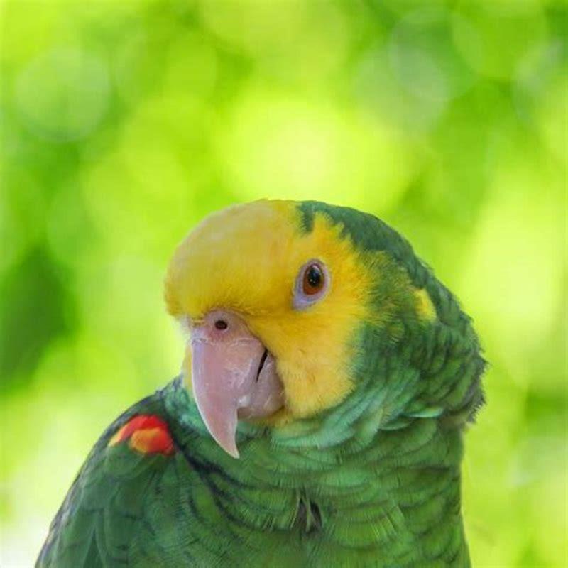 How long do GREY parrots live as pets?