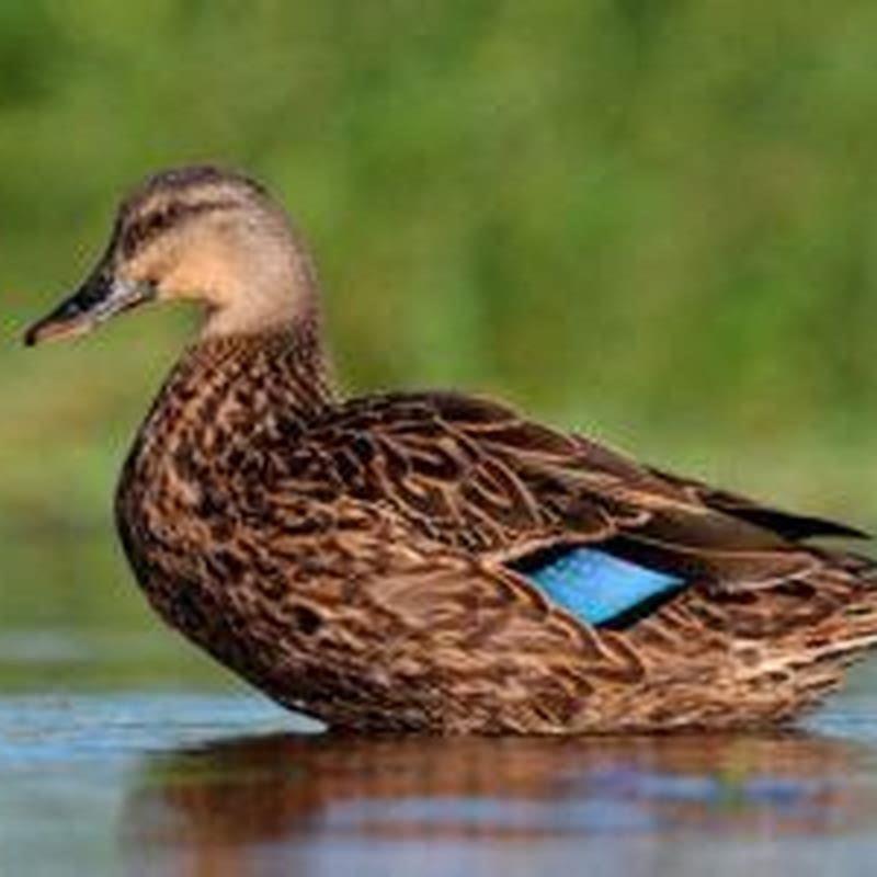 How long do mottled ducks live for?