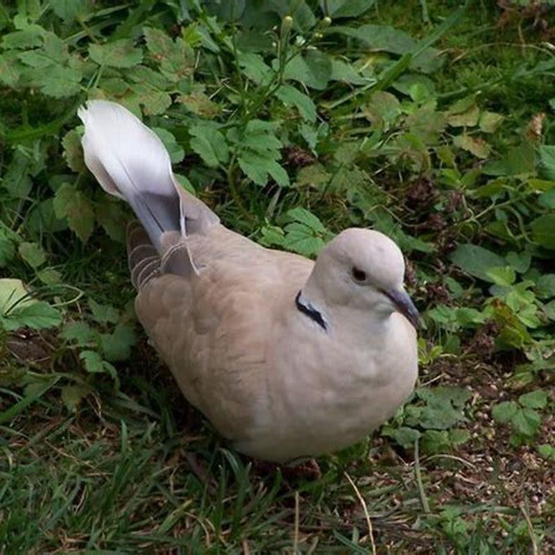 how-long-do-mourning-doves-live-as-pets-diy-seattle