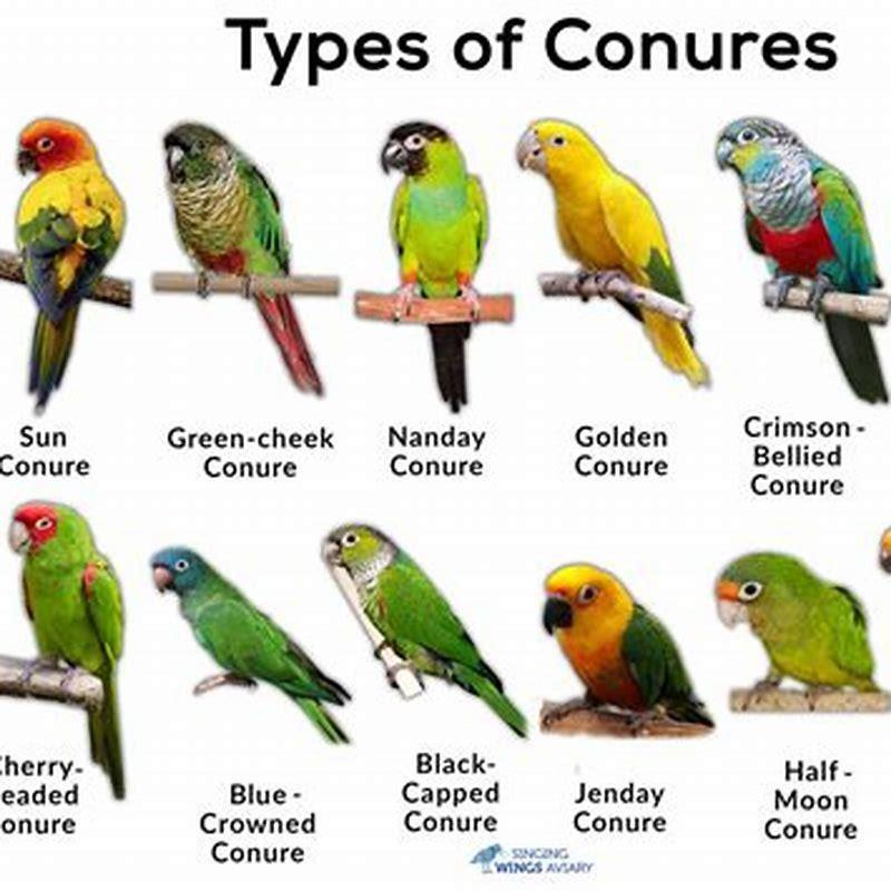 How long do Patagonian conures live? - DIY Seattle