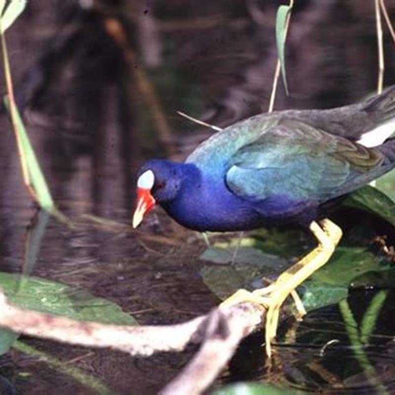 How long do purple gallinule live?