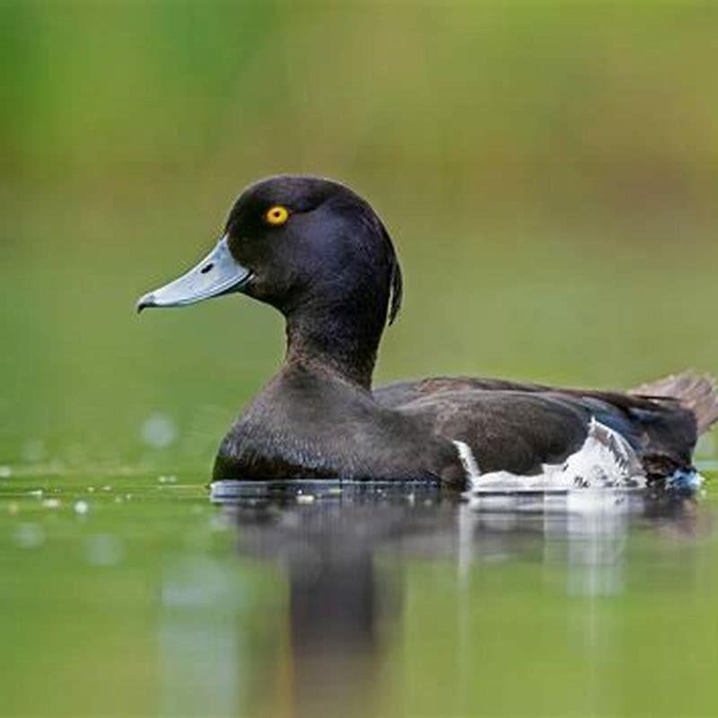 How long do red head ducks live?