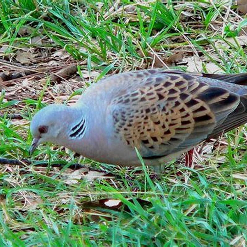 Turtle Dove Origin