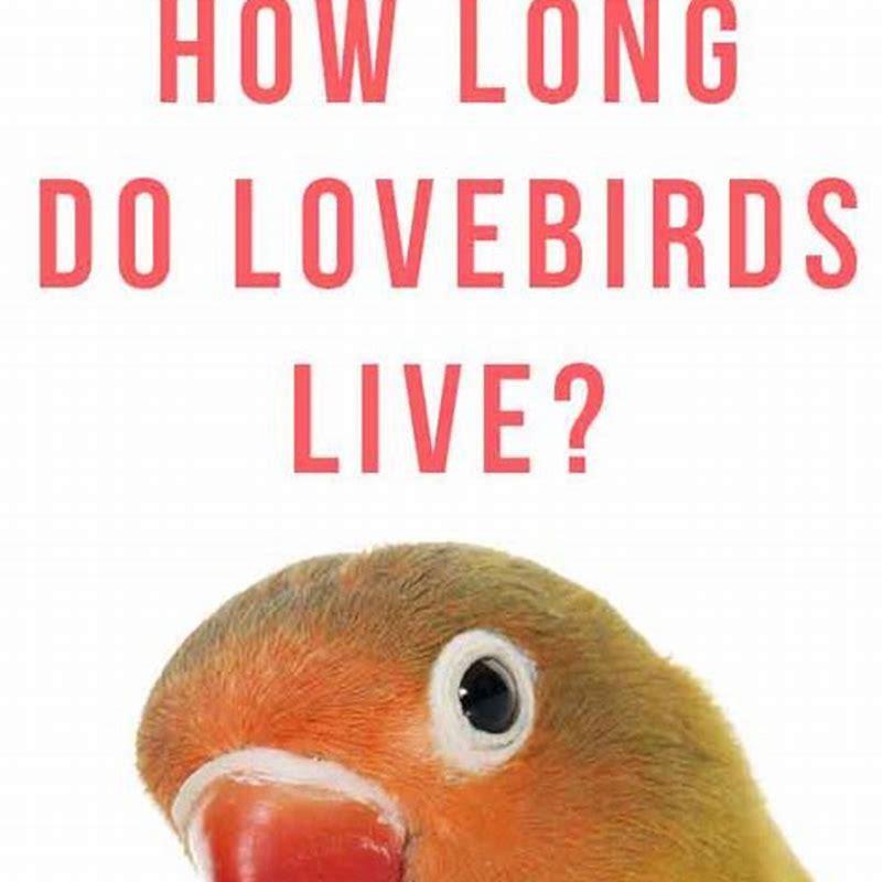 how-long-do-rosy-faced-lovebirds-live-diy-seattle