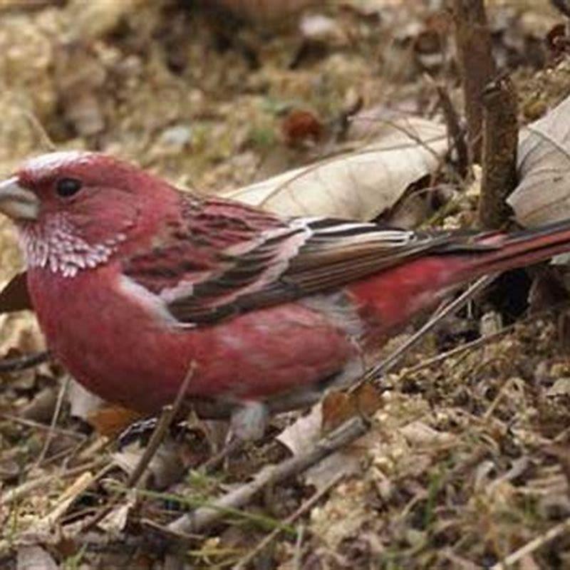 How long do sparrows live captivity? - DIY Seattle