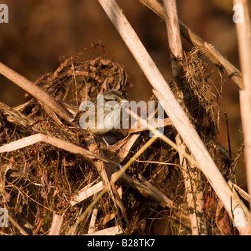 How long do swamp sparrows live?