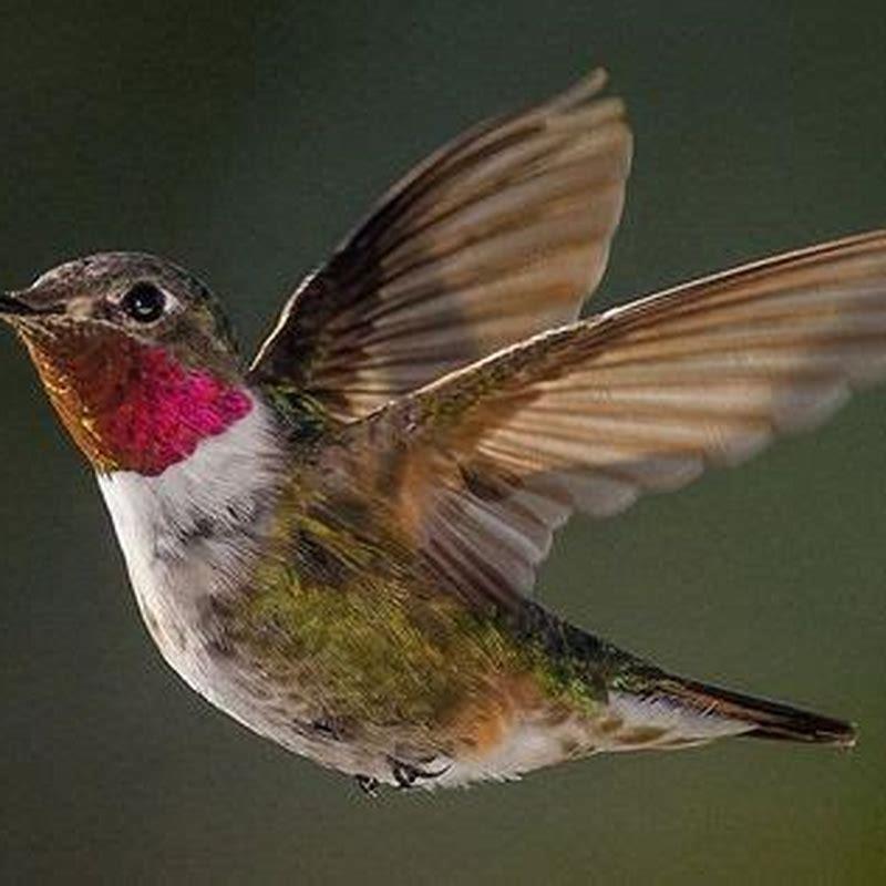 How long does a broad-tailed hummingbird live?