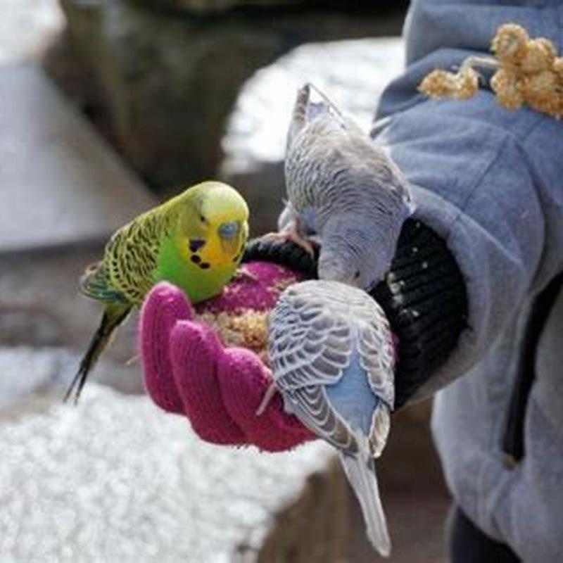 How long does it take a budgie to talk?
