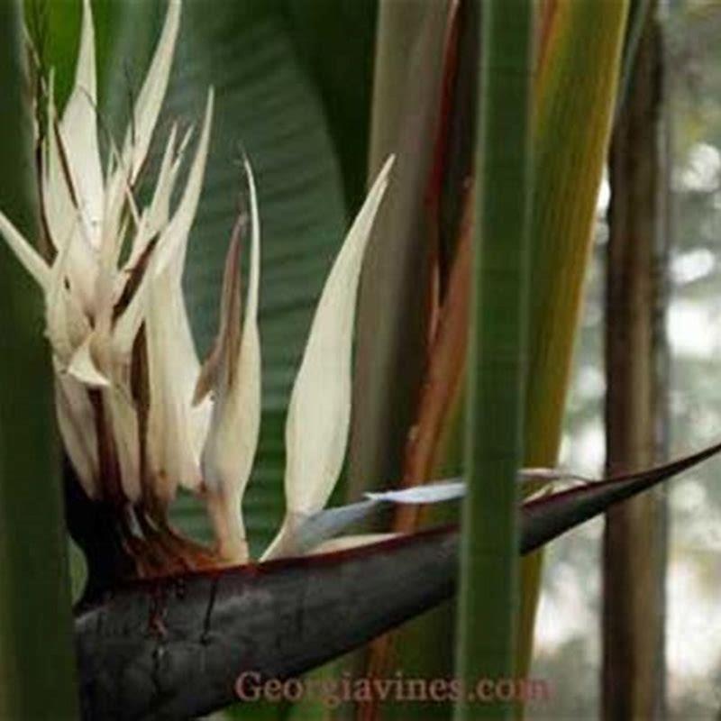 How long does it take for a giant bird of paradise to grow?