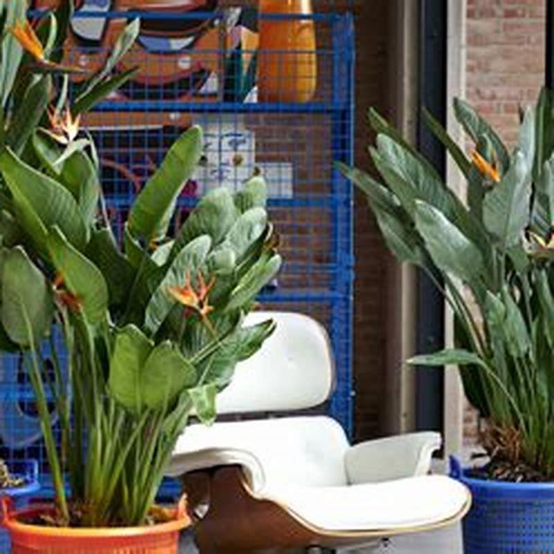 How long does it take for a Strelitzia flower to open?