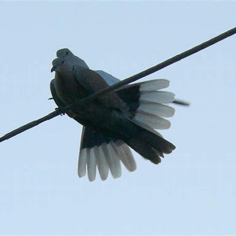 How long does mating last for birds?