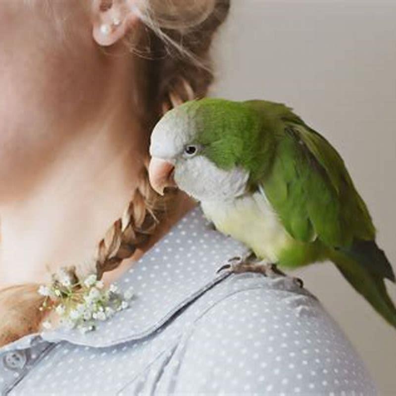 how-long-is-a-parakeet-diy-seattle