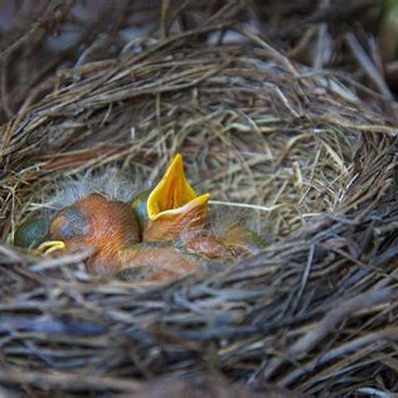 How long is the fledgling stage?