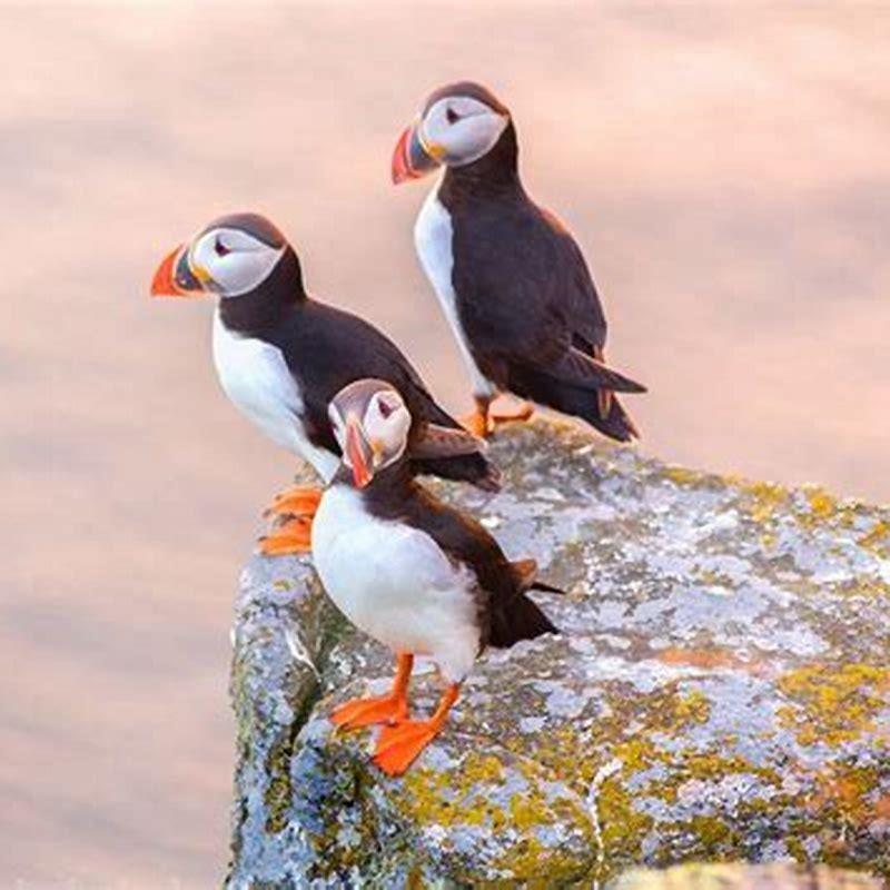 How many bird species are in Norway?