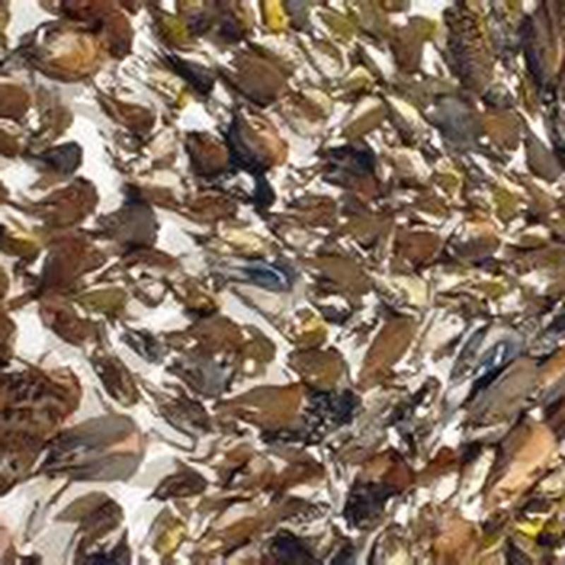 How many birds are killed by glass buildings?
