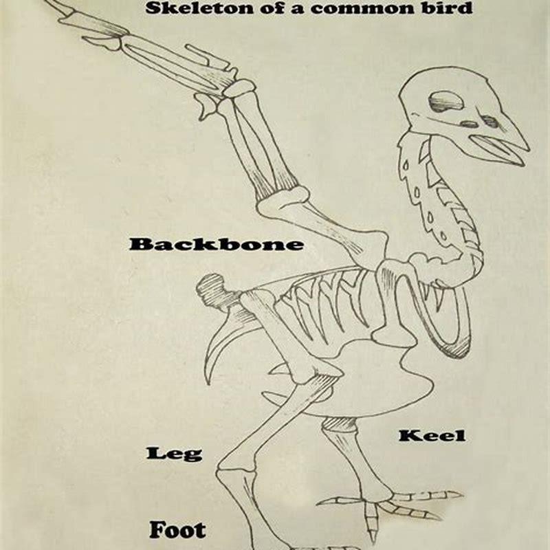 How many bones do birds have? - DIY Seattle