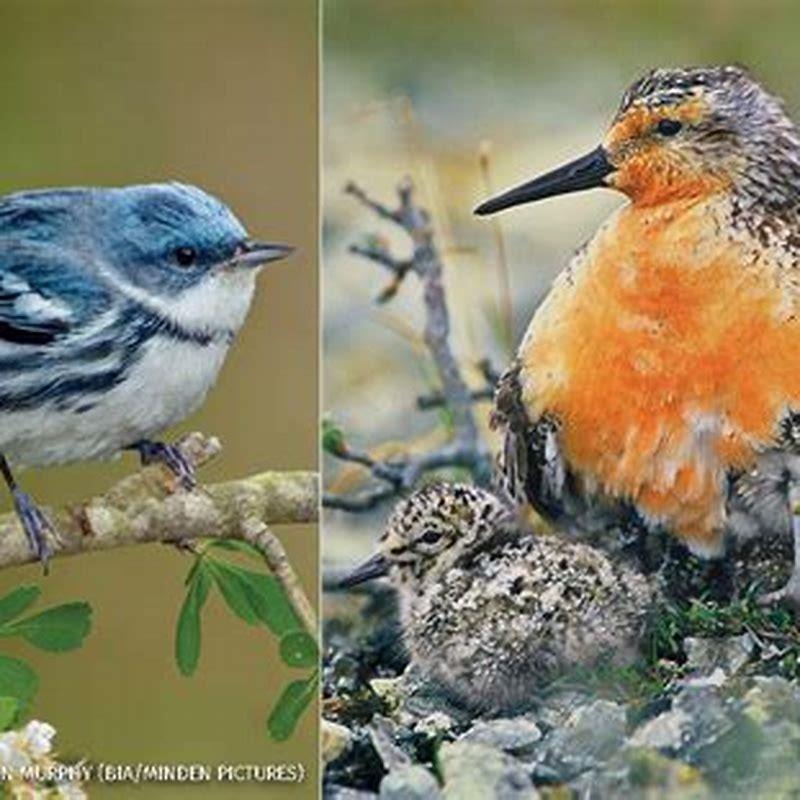How many cerulean warbler are left?
