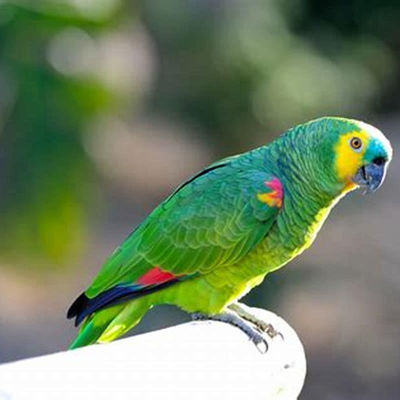 How many chromosomes do parrots have? - DIY Seattle