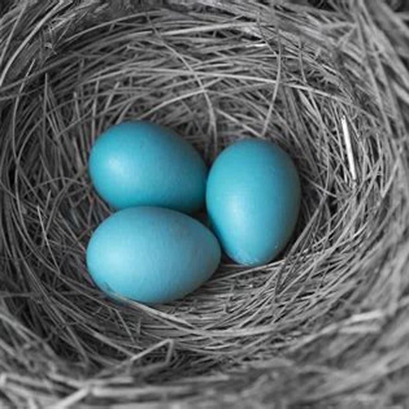 How many eggs did the bird lay?