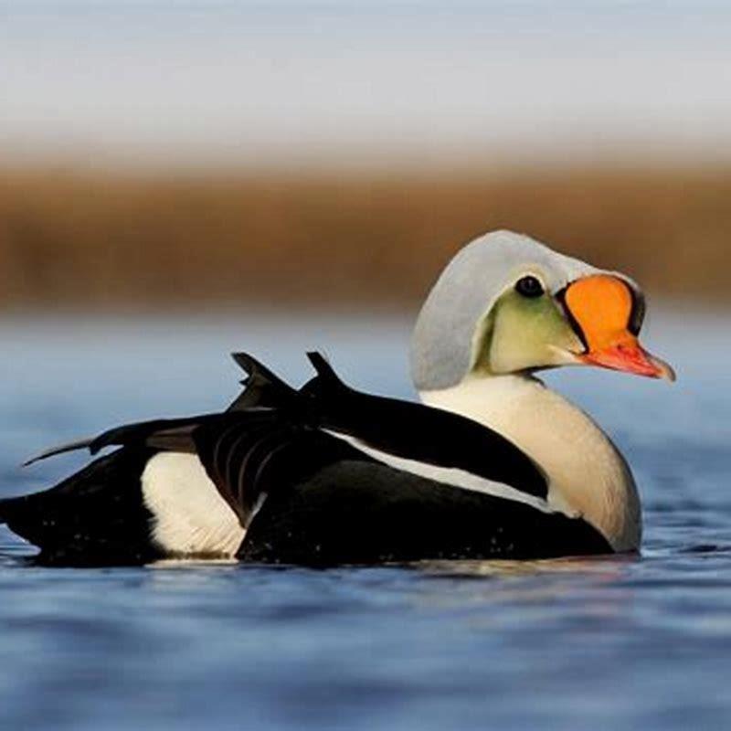 How many eider species are there? - DIY Seattle