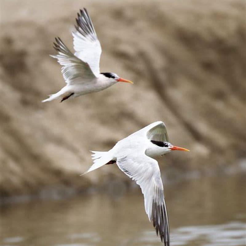 How many elegant terns are there?