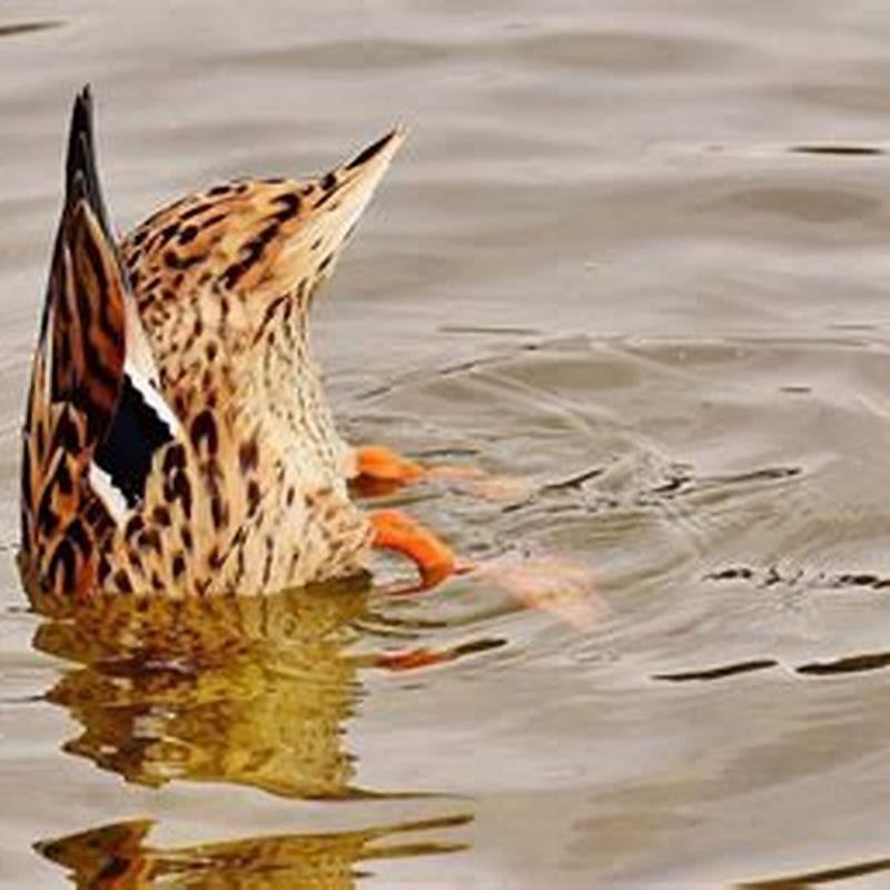 how-many-fish-do-mergansers-eat-diy-seattle