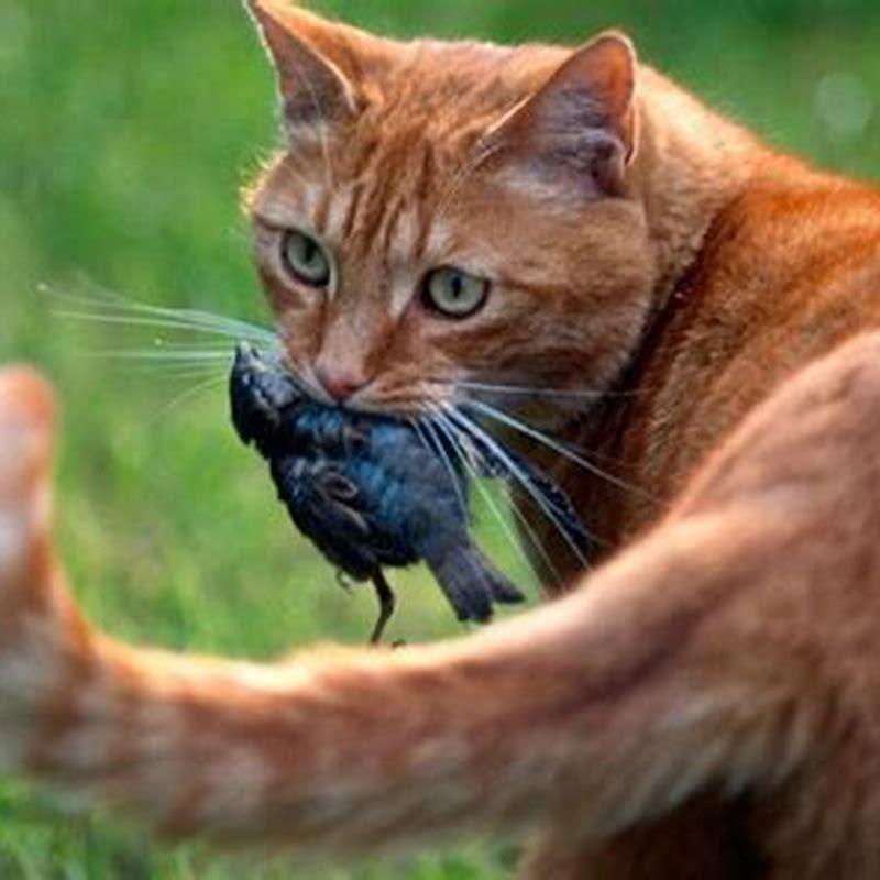 How many garden birds do cats kill?