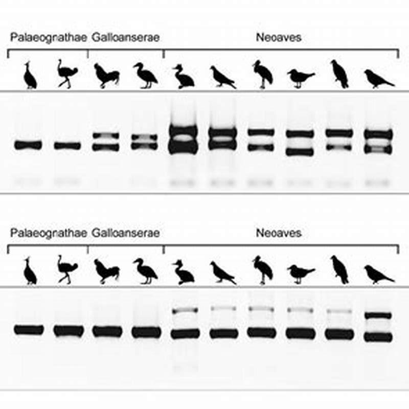 How many genes do birds have?