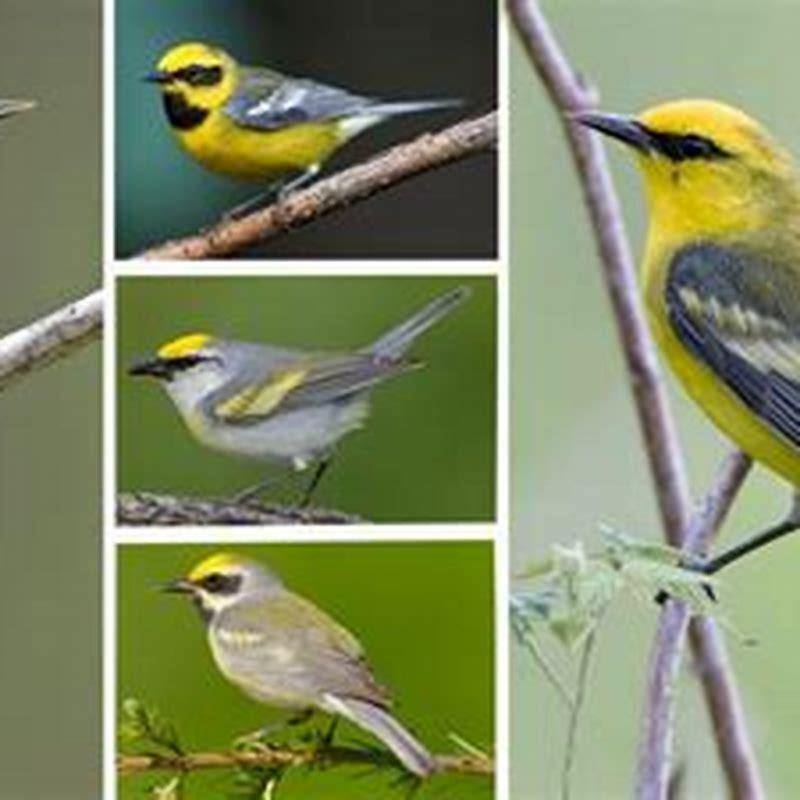 How many golden-winged warblers are left?