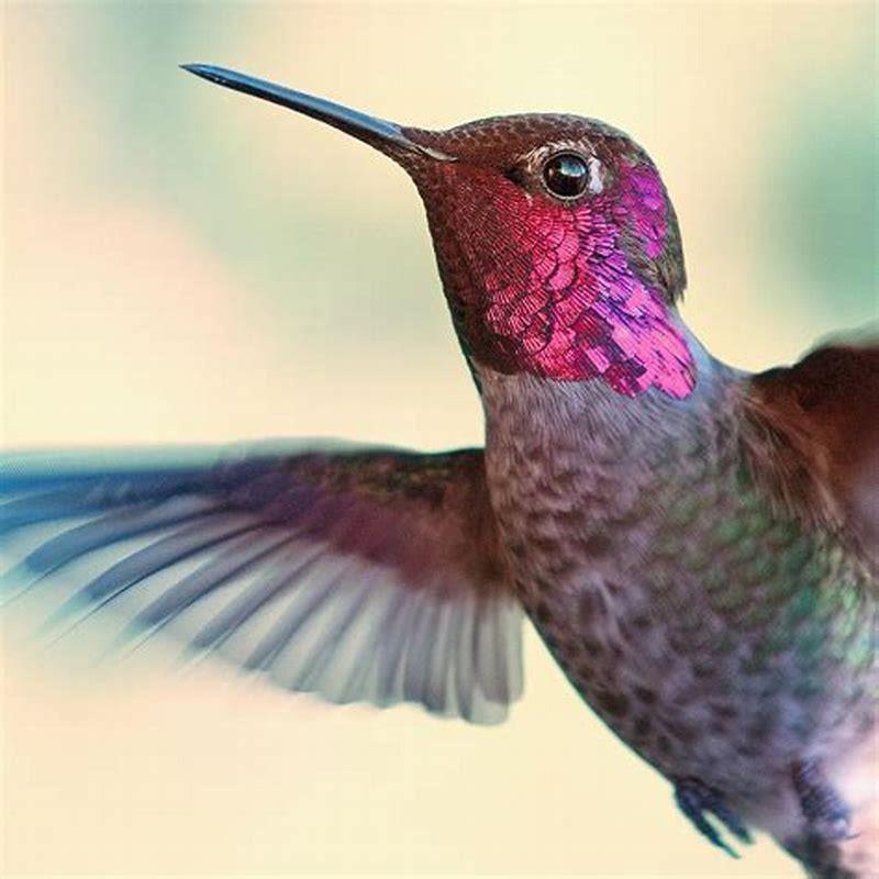 How many hummingbird species are there?