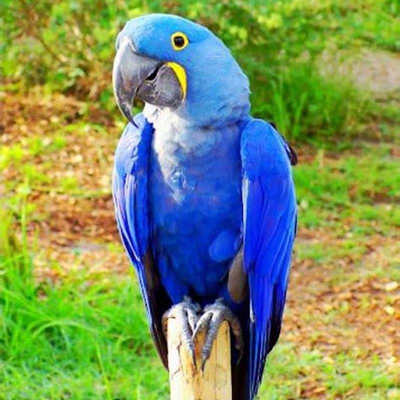 How many hyacinth macaws are left? DIY Seattle