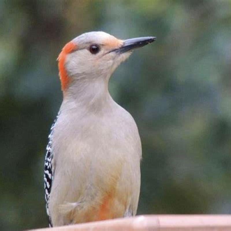 How many locations does Wild Birds Unlimited have?