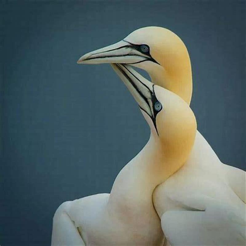 How many northern gannets are there?